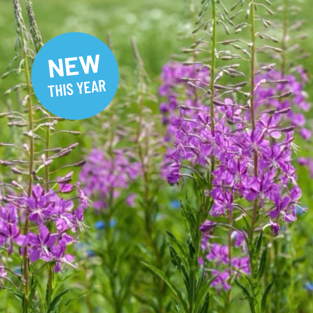 Chamerium angustifolium - Fireweed