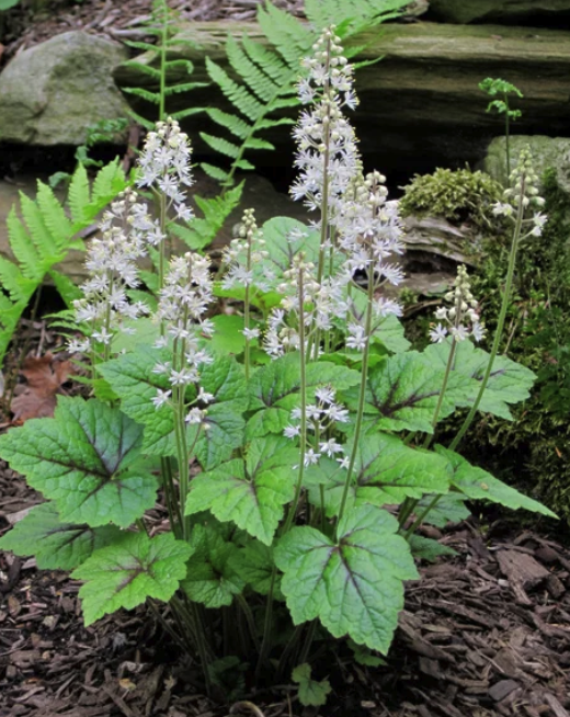 Tiarella cordifolia - Heartleaf Foam Flower
