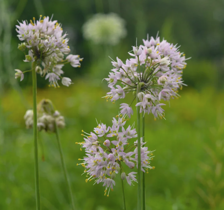 Allium cernuum - Nodding Onion
