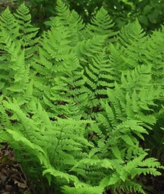 Dryopteris marginalis - Eastern Wood Fern