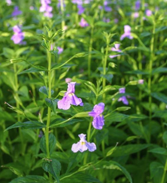 Mimulus ringens - Monkey Flower