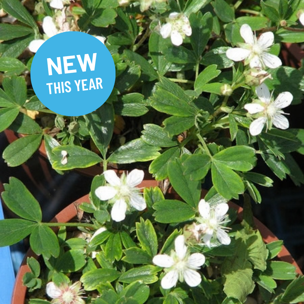 Sibbaldiopsis tridentata - Wineleaf Cinquefoil