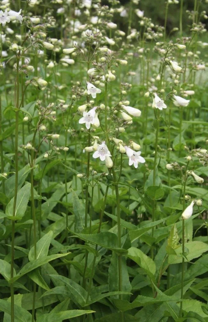 Penstemon digitalis - White Beardtounge