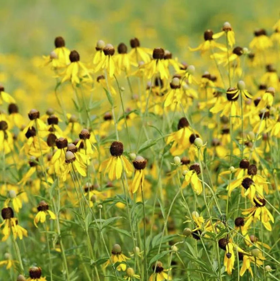Ratibida pinnata - Yellow Prairie Coneflower