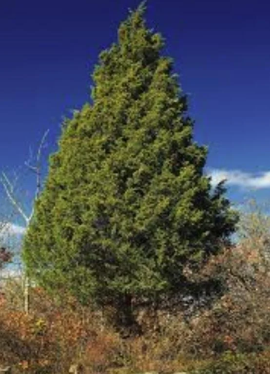 Juniperus virginiana - Red Cedar.jpg