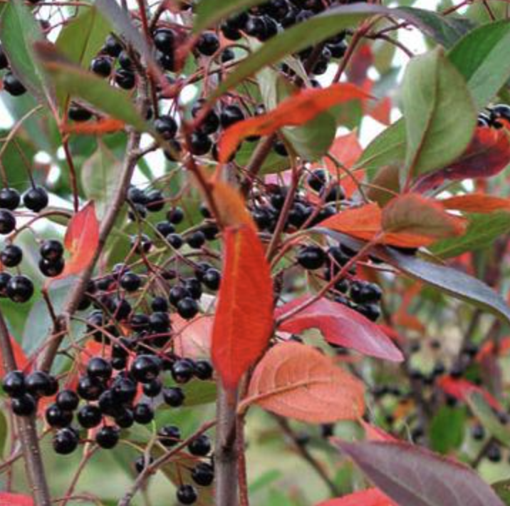 Aronia melanocarpa - Black Chokecherry