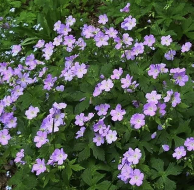 Geranium maculatum - Wild Strawberry