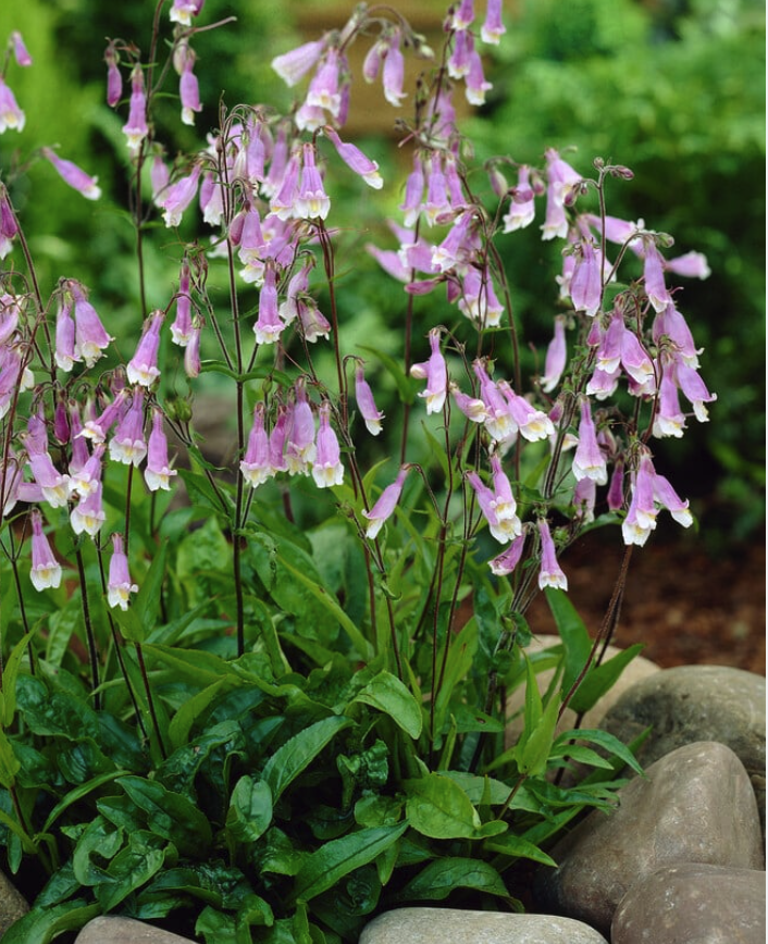 Penstemon hirsutus - Hairy Beardtounge