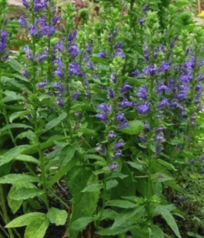Lobelia siphilitica - Great Blue Lobelia
