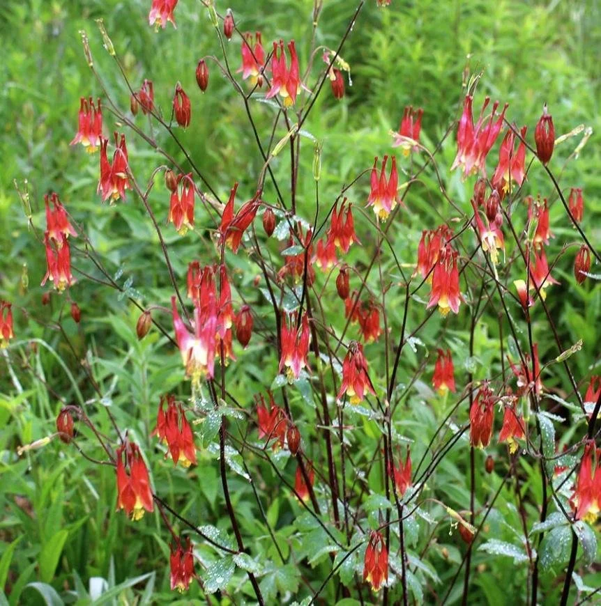 Aquilegia canadensis - Eastern Red Columbine