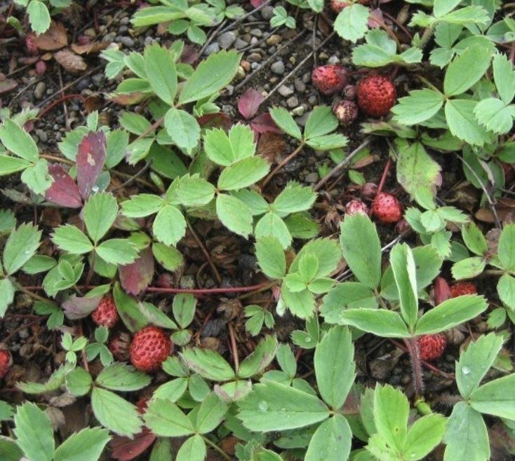 Frangaria vesca - Wild Strawberry