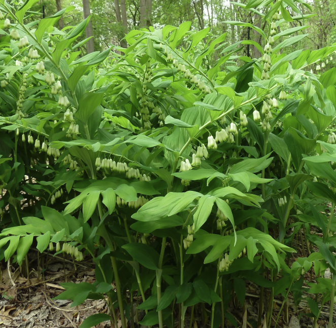 Polyganatum biflorum - Solomon's Seal