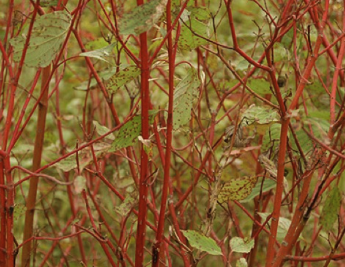 Cornus sericea - Red Twig Dogwood