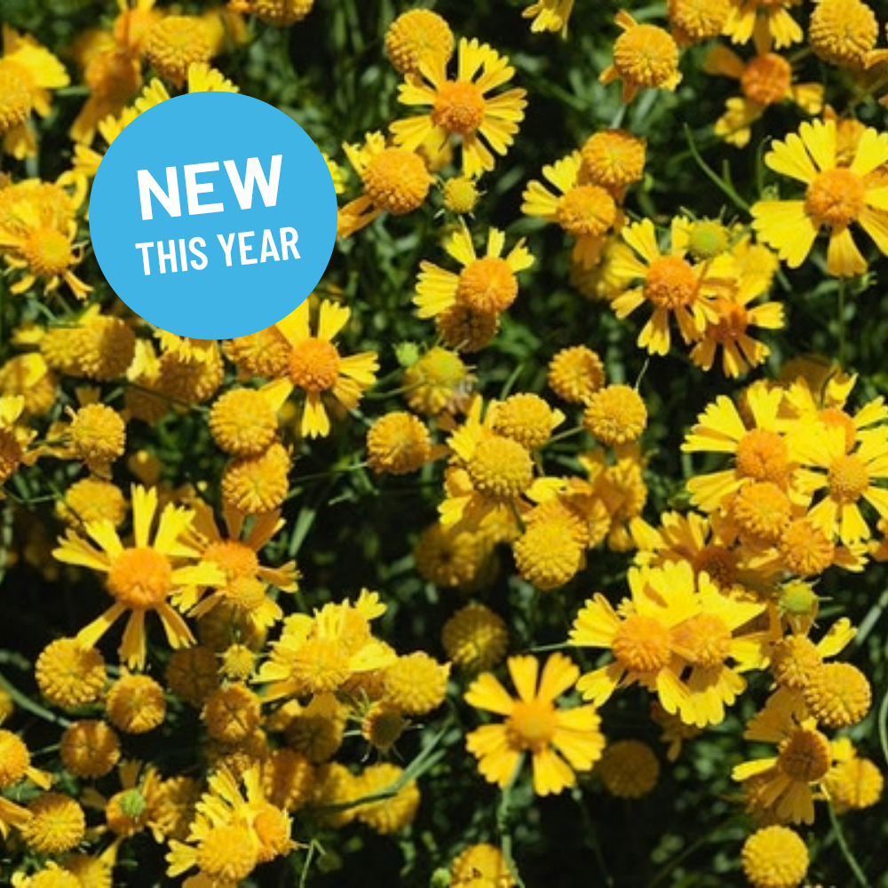 Helenium autumnale - Common Sneezeweed