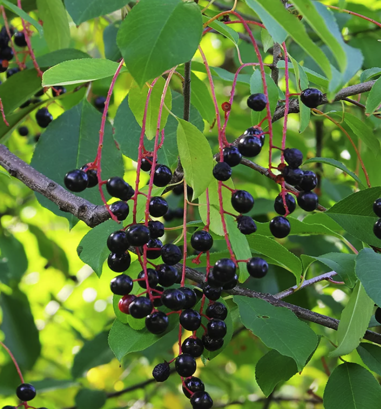 Prunus serotina - Black Cherry