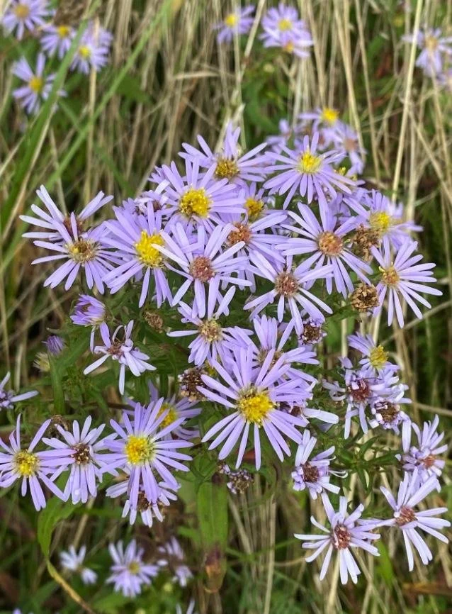 Symphyotrichum novi–belgii - New York Aster