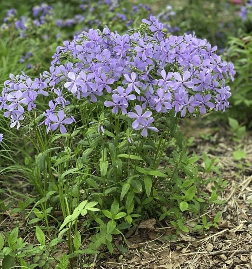 Phlox divaricata - Wild Blue Phlox