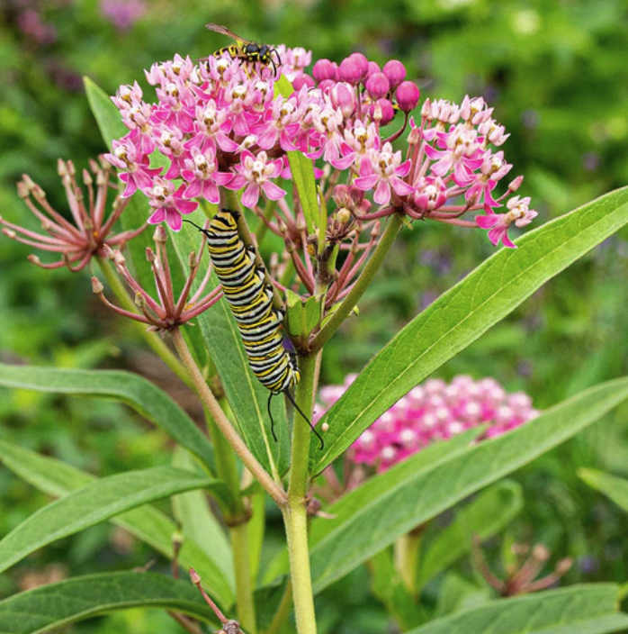 Asclepias incarnata - Swamp Milkweek