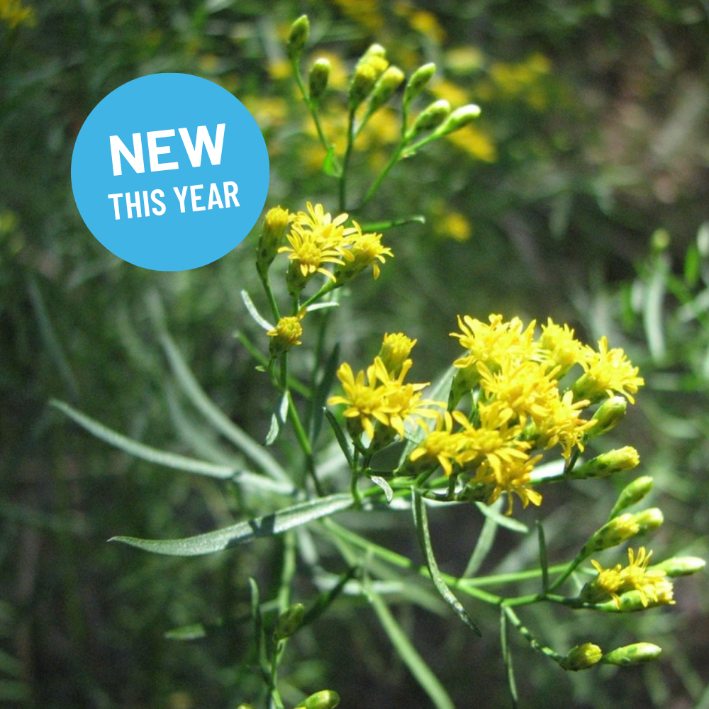 Euthamia graminifolia - Grass Leaved Golden Rod