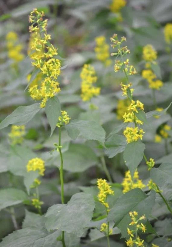 Solidago flexicaulis - Zig Zag Golden Rod
