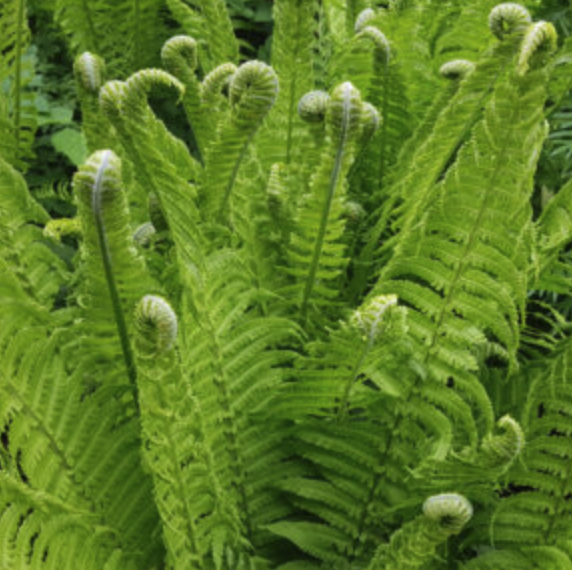 Matteuccia marginalis - Ostrich Fern