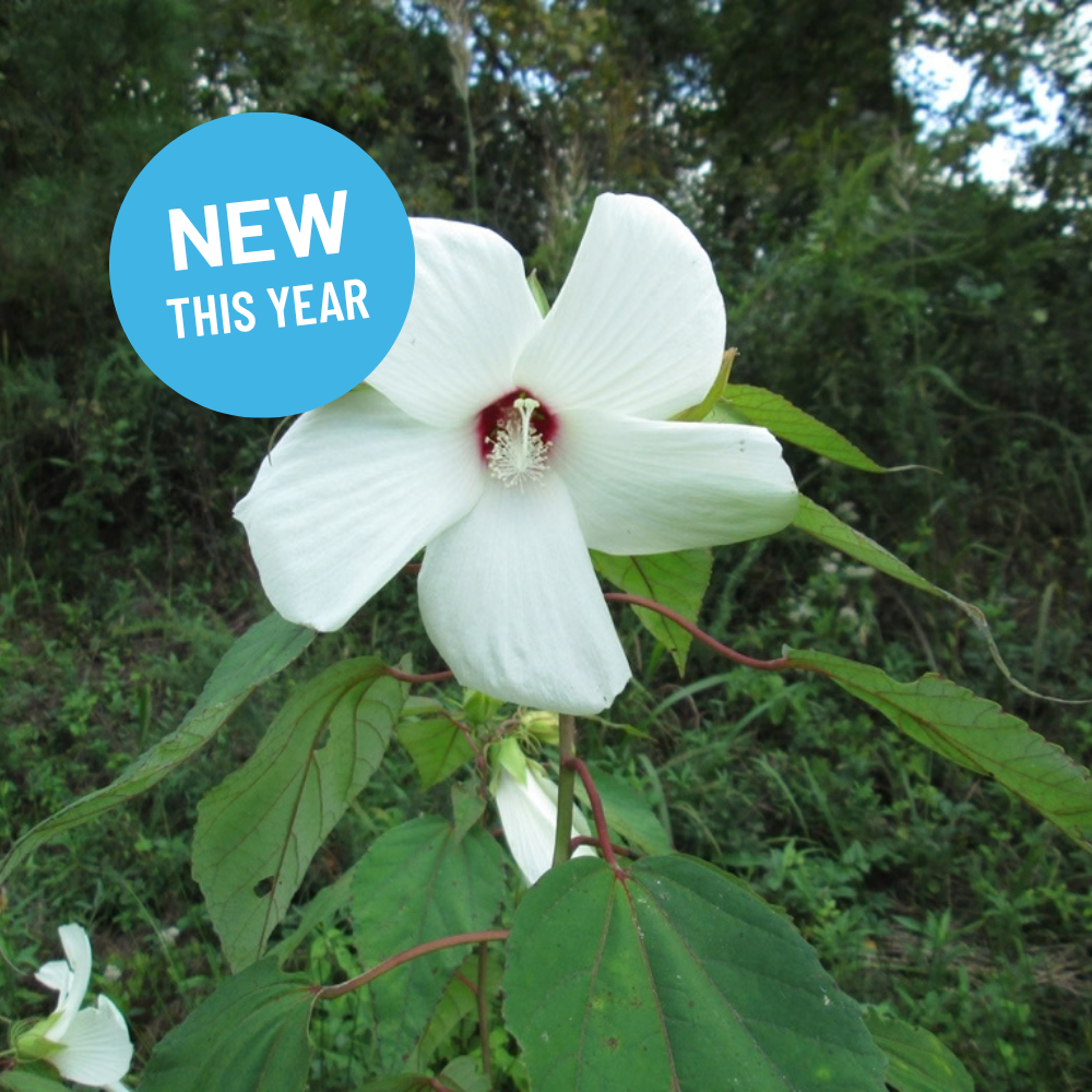 Hibiscus moscheutos - Swamp Rose Mallow