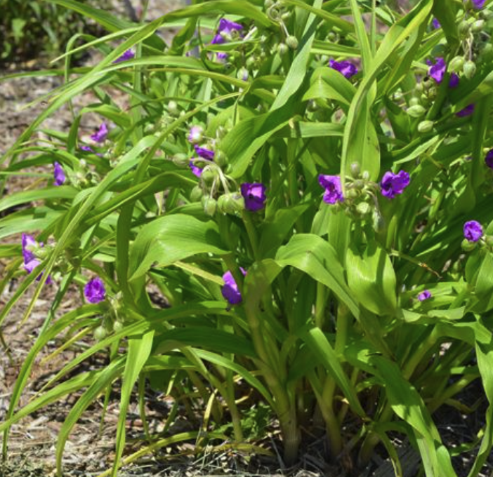 Tradescantia viginiana - Spider Lily