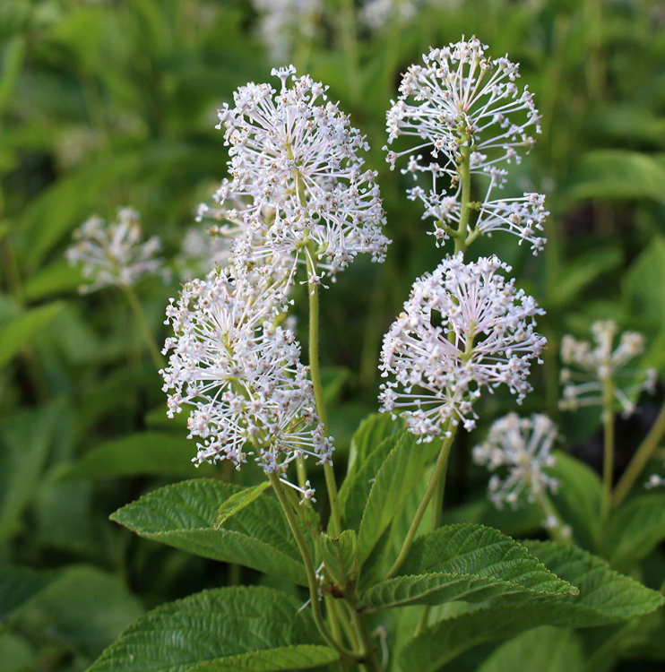Ceanothus americanus - New Jersey Tea