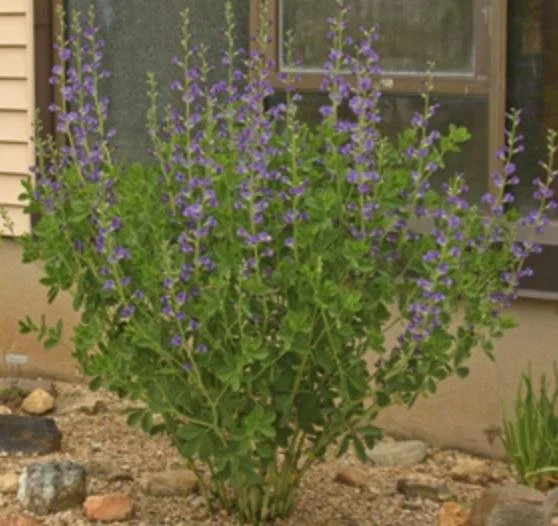 Baptisia australis - False Blue Indigo