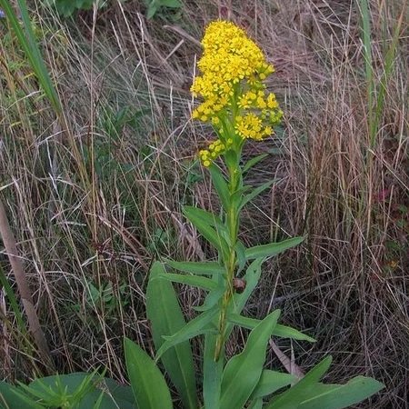 Solidago sempervirens - Seaside Goldenrod