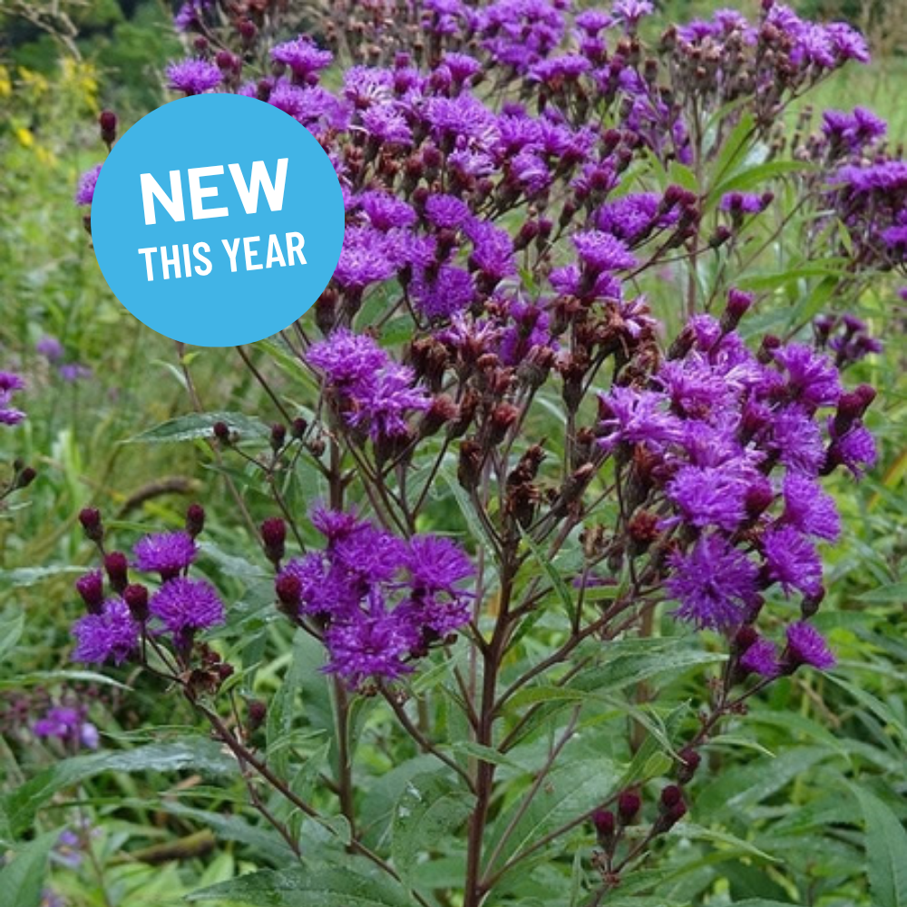 Vernonia noveboracensis - New York Iron Weed