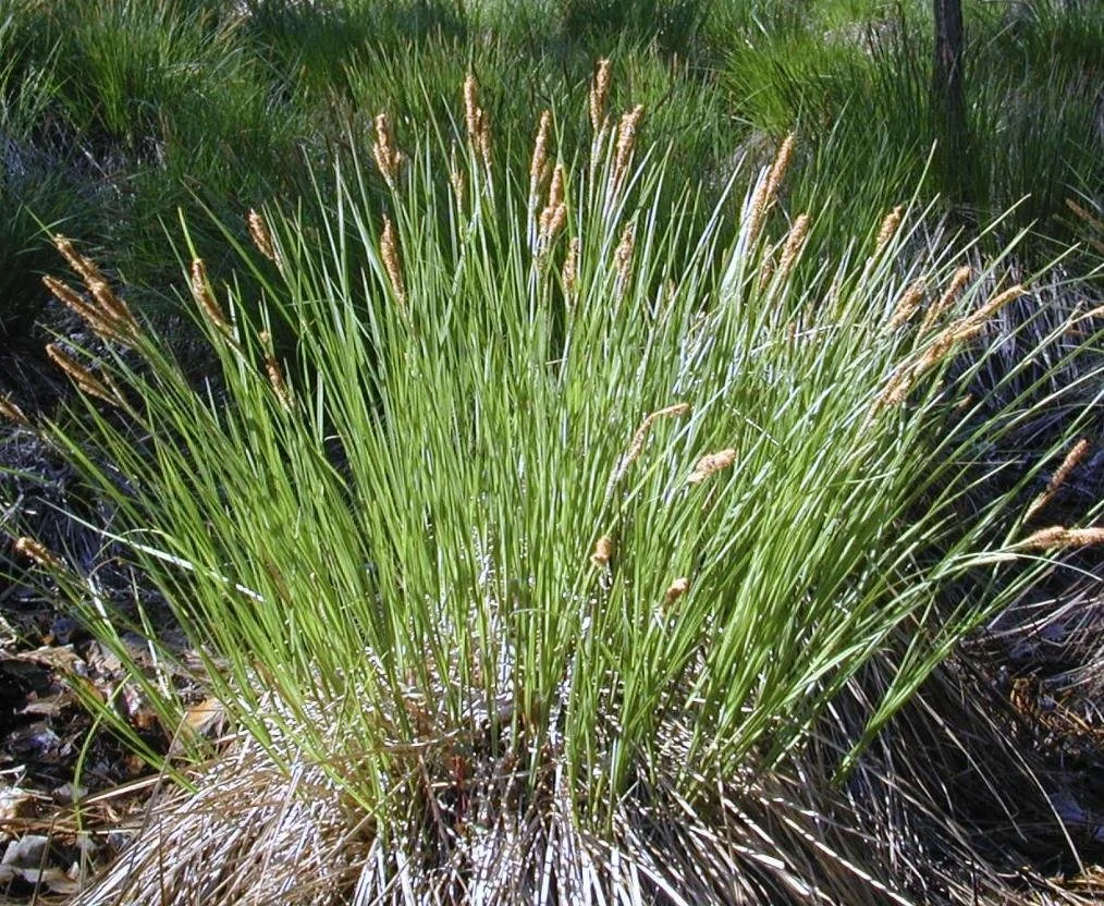 Carex stricta - Tussock Sedge