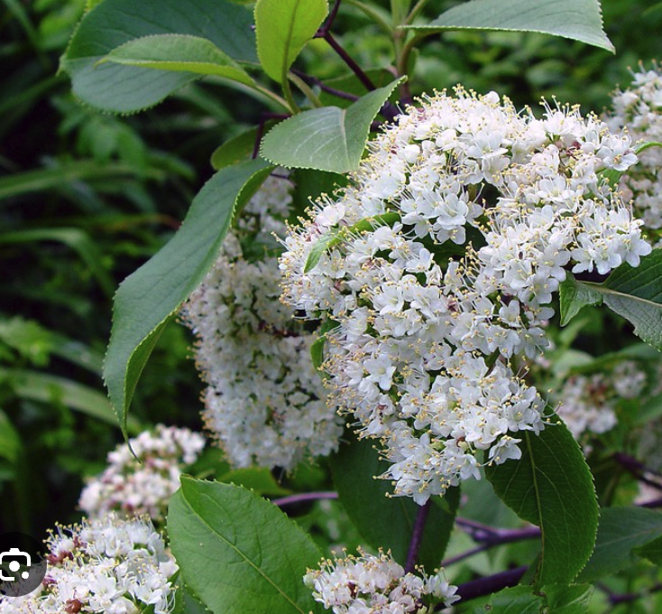 Viburnum lentago - Nannyberry