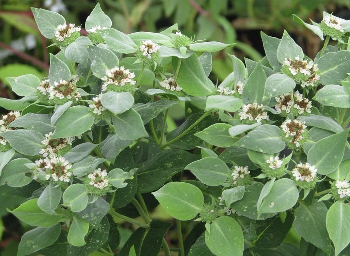 Pycanthemum muticum - Blunt Mountain Mint