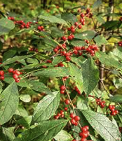 Ilex verticillata (Female) - Winterberry