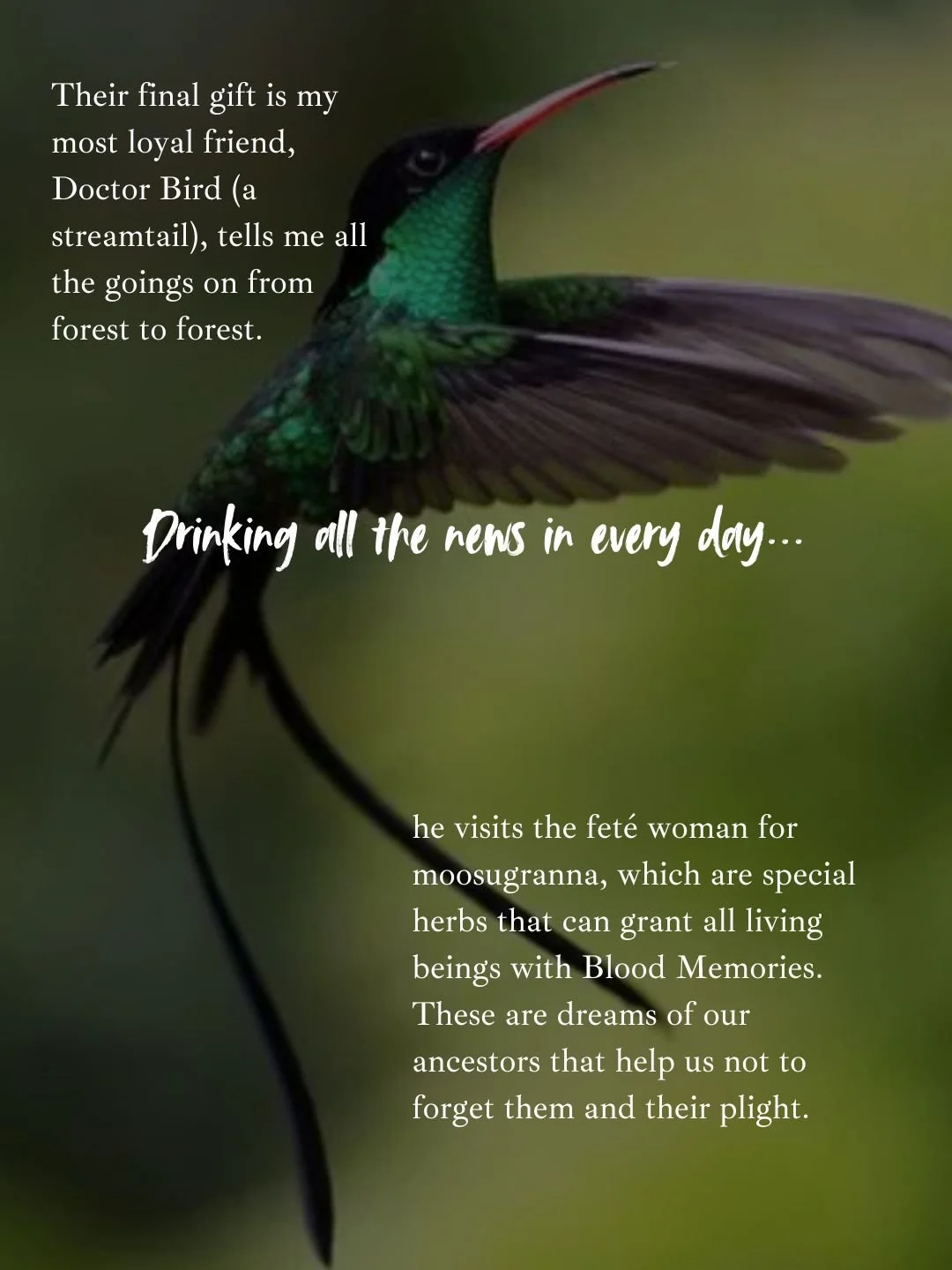 A hummingbird in flight with green and black feathers and a long red beak, overlaid with text about a final gift from a hummingbird and the benefits of moosgurranna herbs.