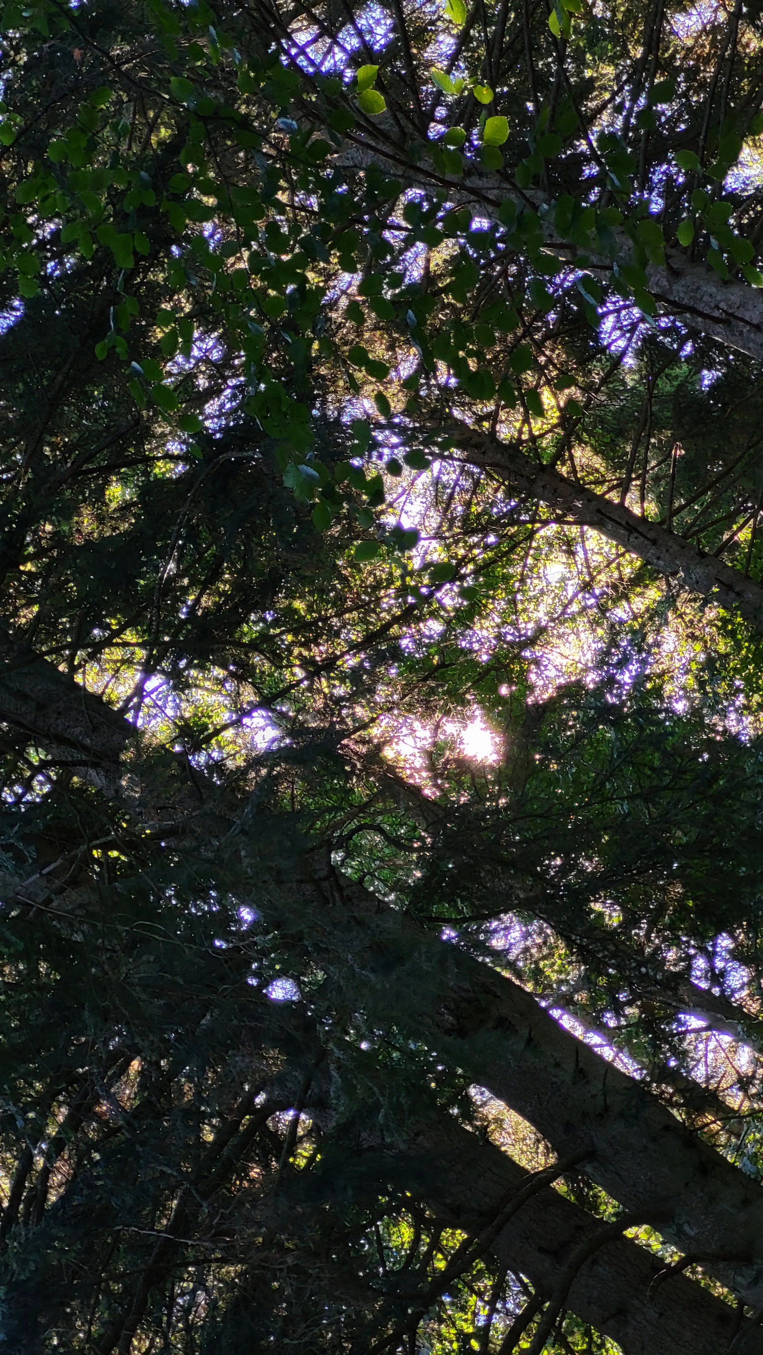 forest