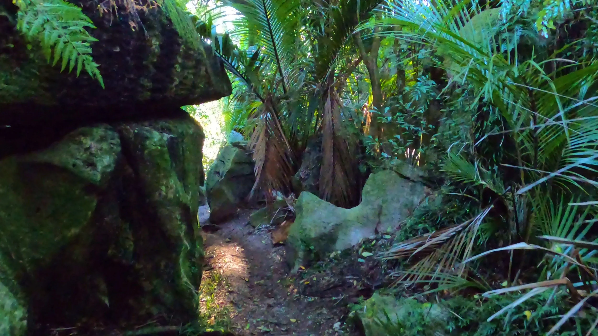 Palm-lined limestone passage at The Grove Scenic Reserve