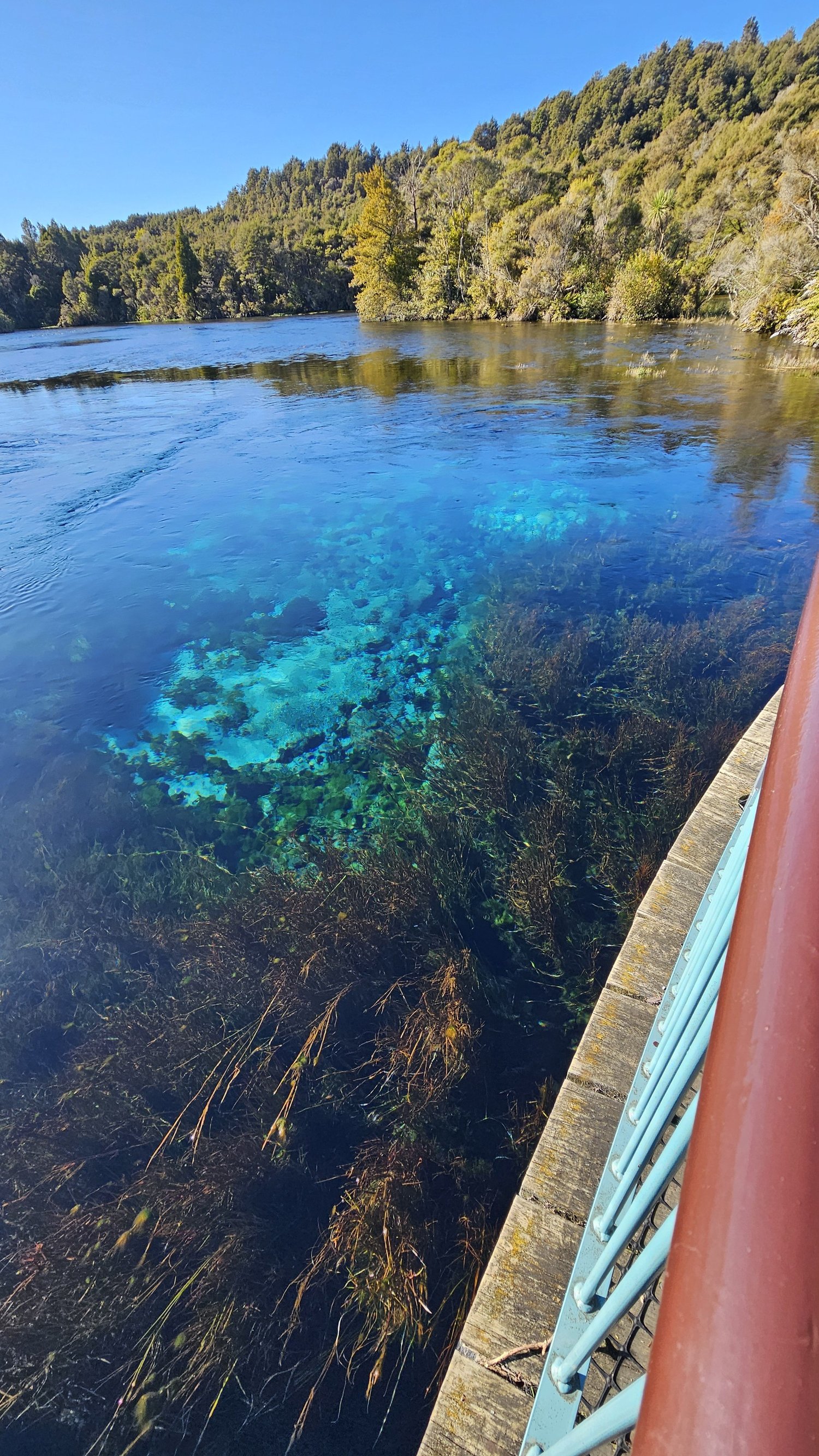 Te Waikoropupū Springs in Golden Bay