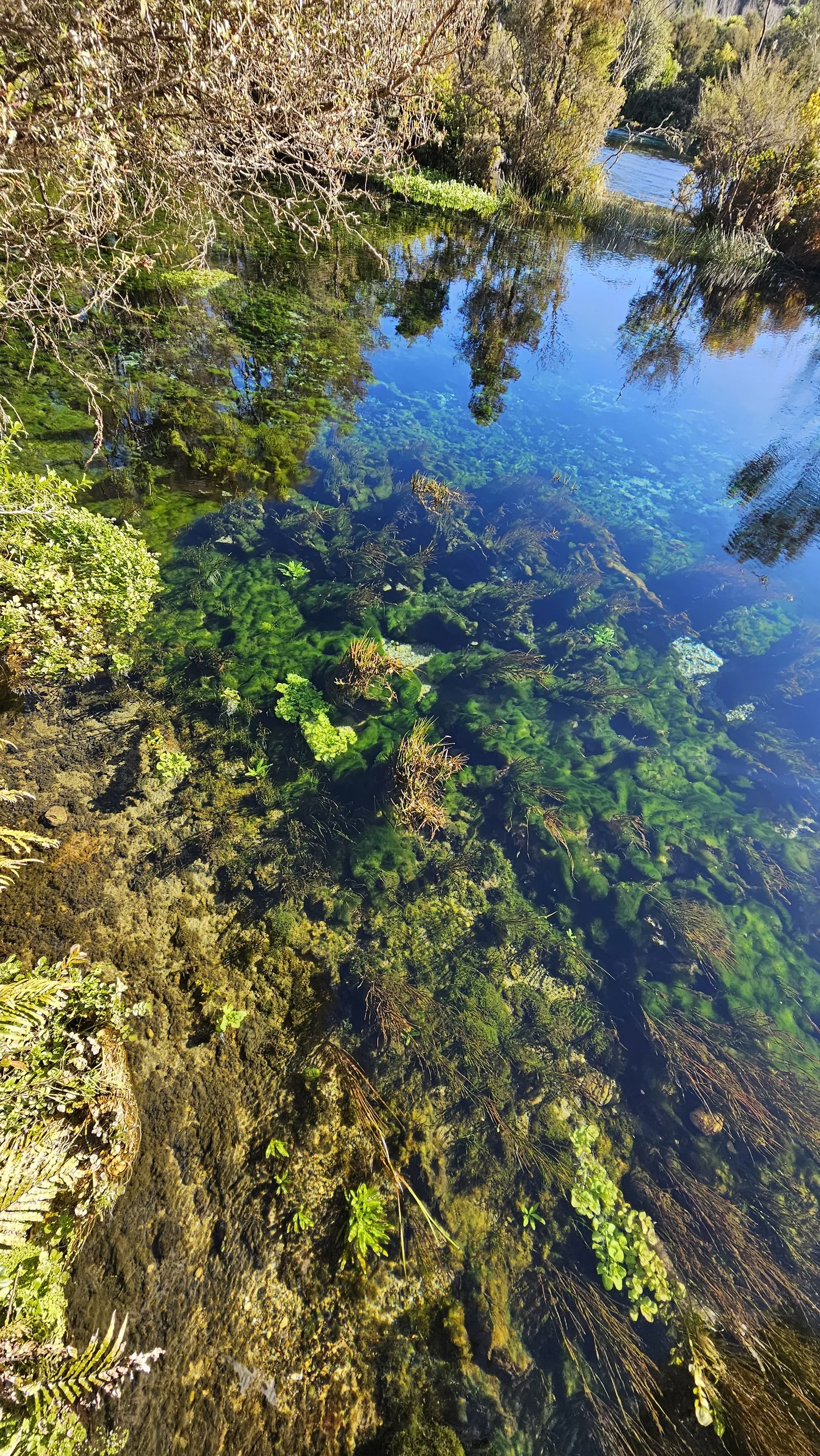 Looking into the clear spring basin at Te Waikoropupū Springs