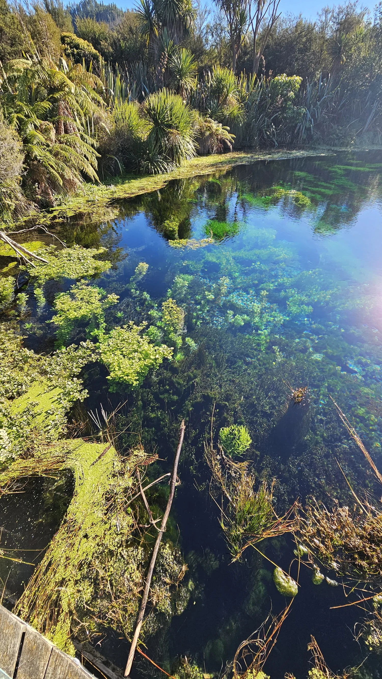 Extremely clear blue water at Te Waikoropupū Springs