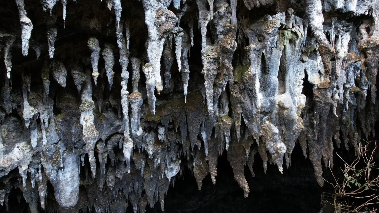 Close view of curved limestone formations and vegetation inside Rawhiti Cave