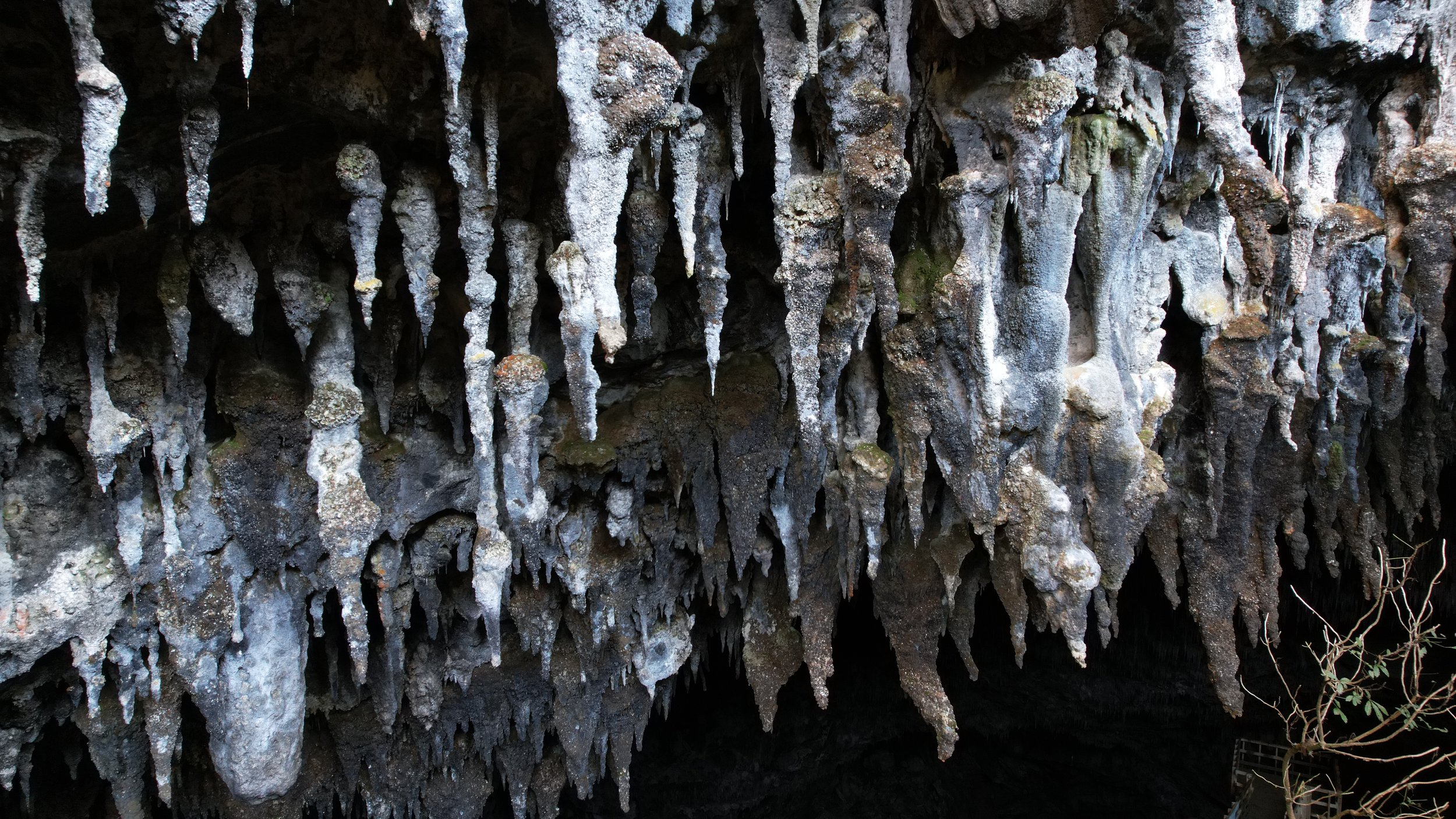 Close view of curved limestone formations and vegetation inside Rawhiti Cave