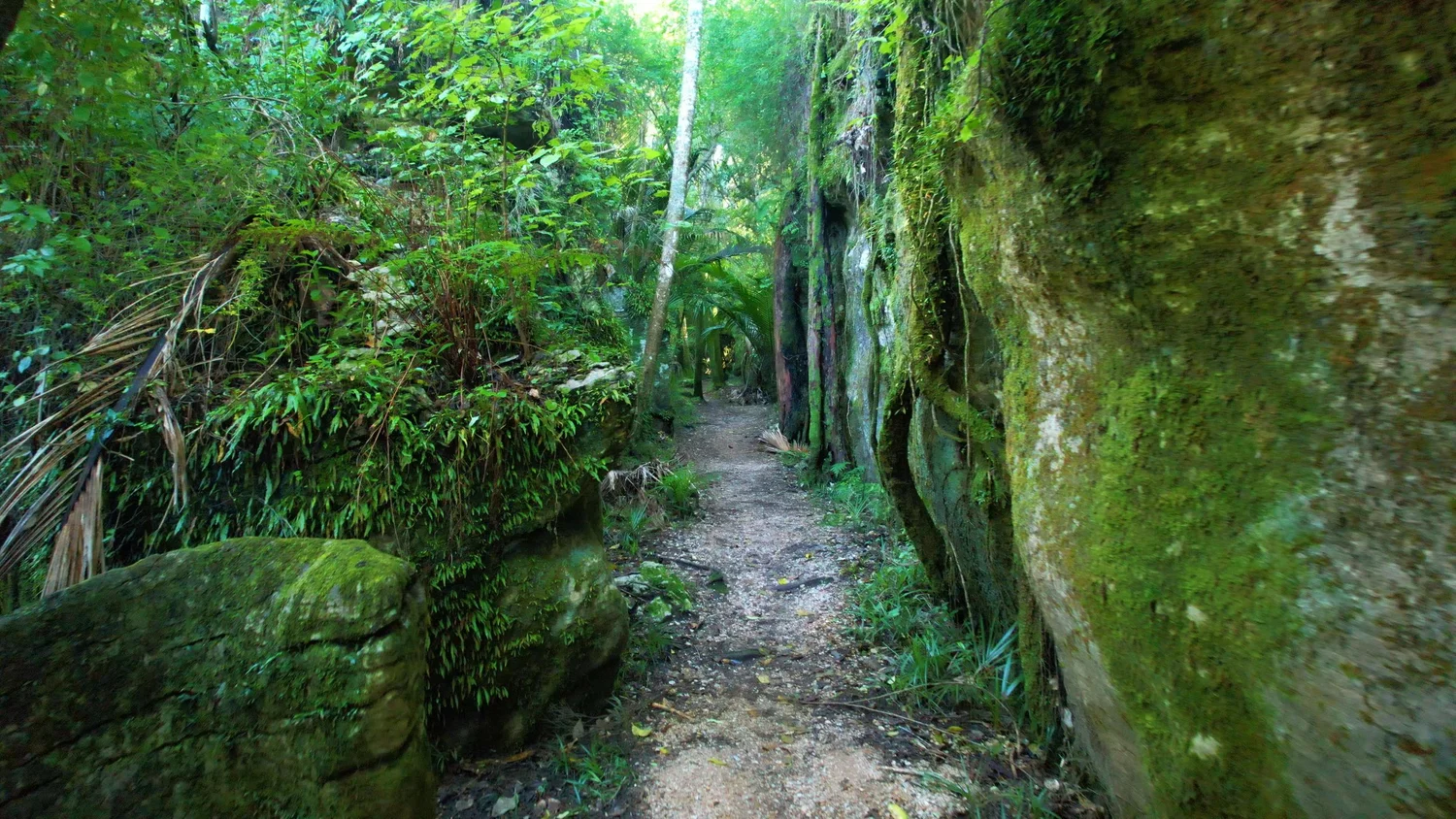 The Grove Scenic Reserve in Golden Bay