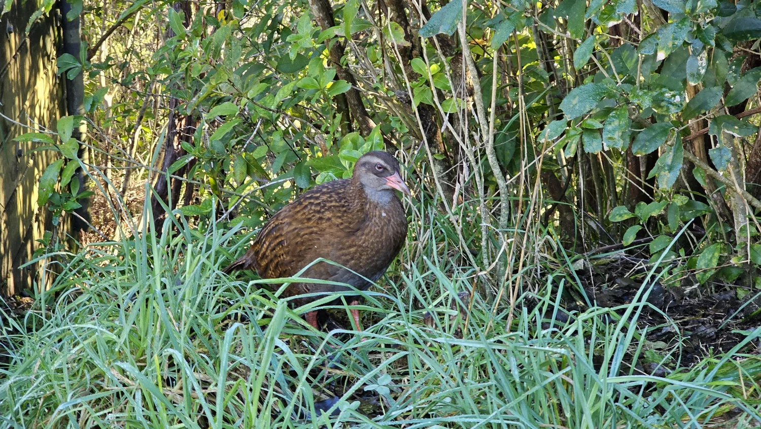 Weka beside the car park at Te Waikoropupū Springs