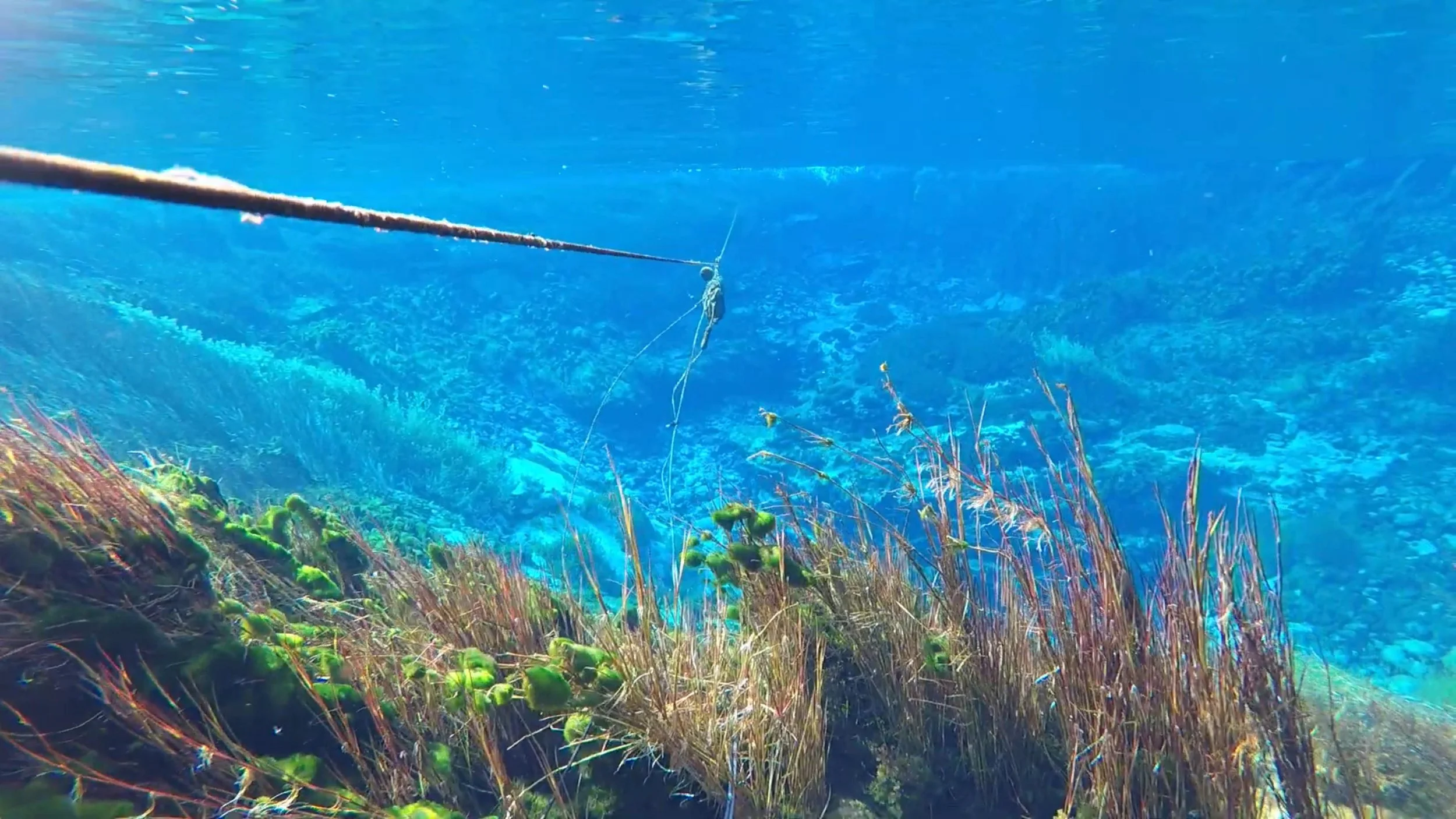 Historic underwater view of Te Waikoropupū Springs