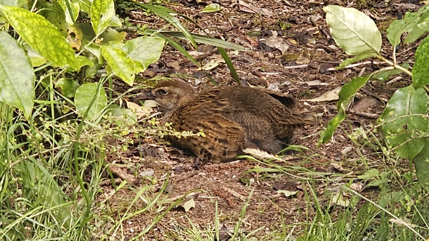 Weka wandering around Slab Hut Creek Campsite