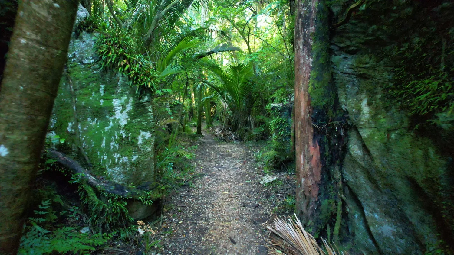Exploring The Grove Scenic Reserve in Golden Bay
