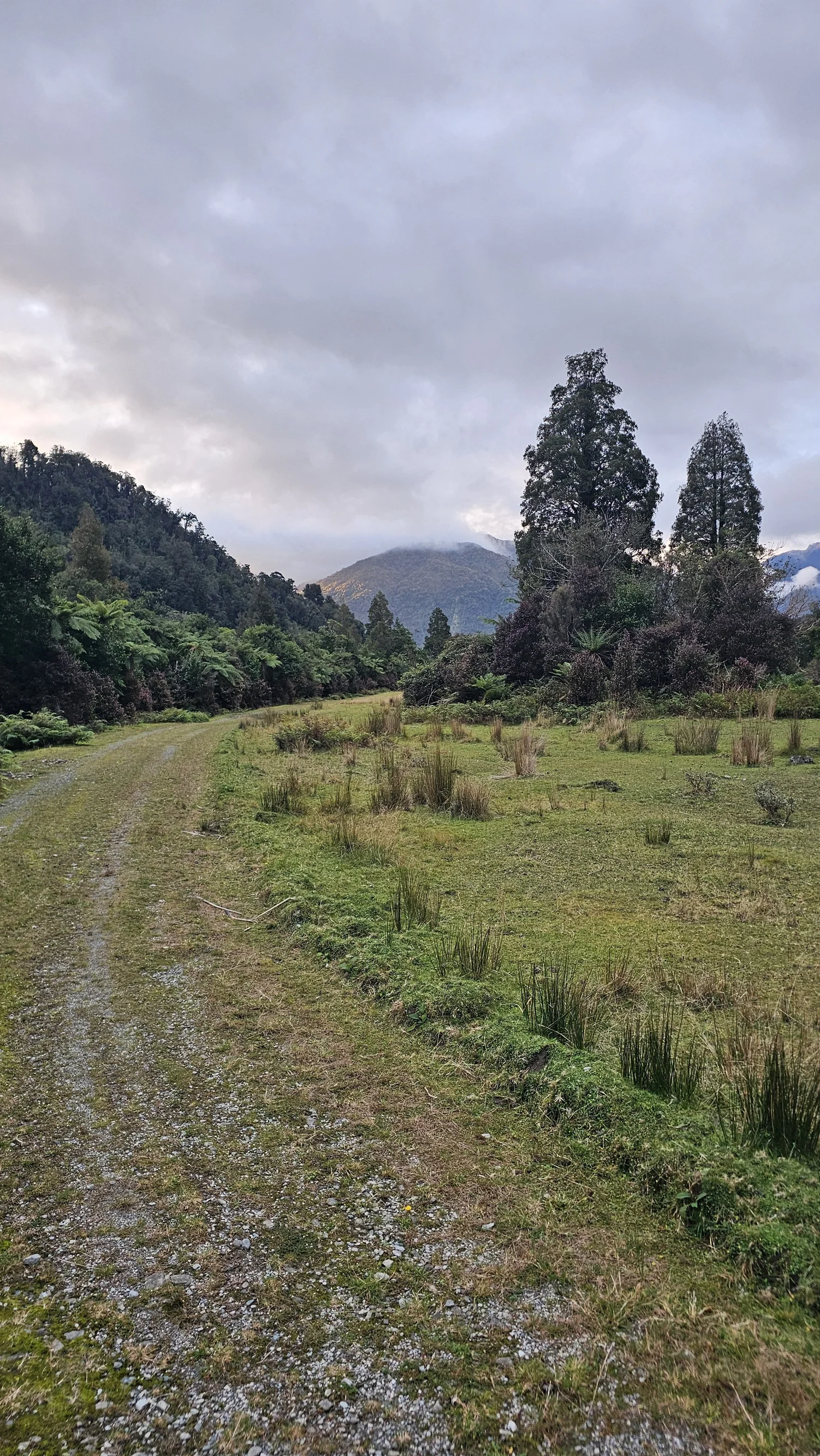 Grassy track through the Arahura Valley beside lush West Coast bush