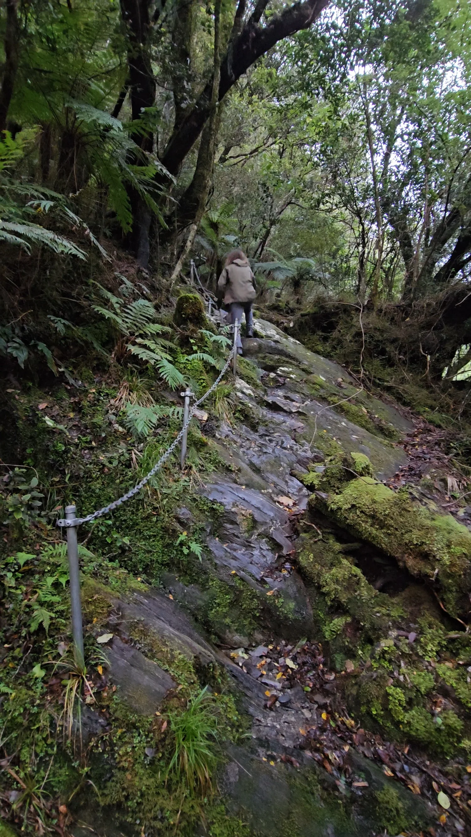 Arahura Valley track near Cesspool Gorge